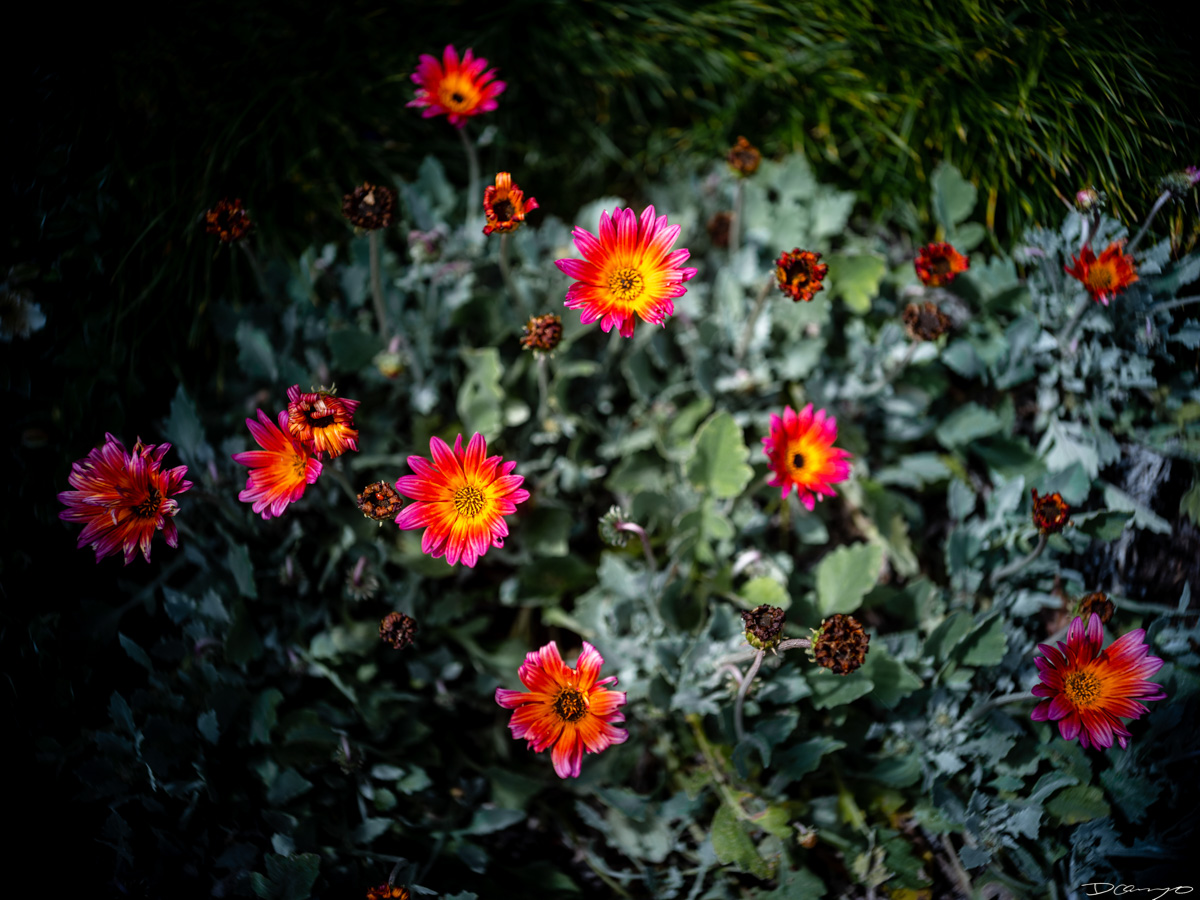 Pretty things that I wanted to take pictures of around Berkeley in 2023.